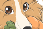 Dog Collie