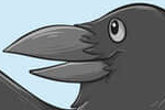 Crow with two pairs wings